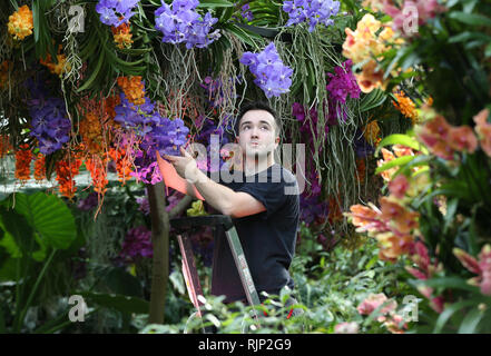 Ein Gärtner macht einige abschließende Anpassungen während der Vorschau für die Kew Orchid Festival: Die Farbe von Kolumbien, Anzeige an die Royal Botanic Gardens, Kew, West London Feiern. Stockfoto