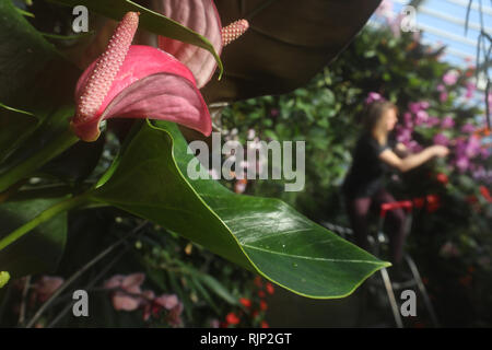 Ein Gärtner macht einige abschließende Anpassungen während der Vorschau für die Kew Orchid Festival: Die Farbe von Kolumbien, Anzeige an die Royal Botanic Gardens, Kew, West London Feiern. Stockfoto
