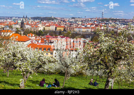 Blühende Bäume im Petrin Park, frühe Frühling geeignet für einen romantischen Spaziergang mit Blick auf Mala Strana Prag Tschechische Republik Petrin Hügel Prag Stockfoto