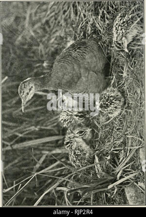 . Der Avicultural Magazin. Vogelzucht; Vögel; Vogelkäfig. . Bitte beachten Sie, dass diese Bilder sind von der gescannten Seite Bilder, die digital für die Lesbarkeit verbessert haben mögen - Färbung und Aussehen dieser Abbildungen können nicht perfekt dem Original ähneln. extrahiert. Avicultural Society. [Ascot, Berkshire, etc., Avicultural Society, etc.] Stockfoto