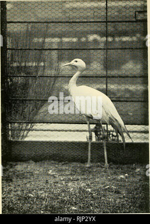 . Der Avicultural Magazin. Vögel; Vogelkäfig. Der Avicultural Zeitschrift. STANLEY KRAN. {Anthropoides rothschildi.) Foto von M... Bitte beachten Sie, dass diese Bilder sind von der gescannten Seite Bilder, die digital für die Lesbarkeit verbessert haben mögen - Färbung und Aussehen dieser Abbildungen können nicht perfekt dem Original ähneln. extrahiert. Avicultural Society. [Ascot, Berkshire, etc.: Avicultural Society, etc.] Stockfoto