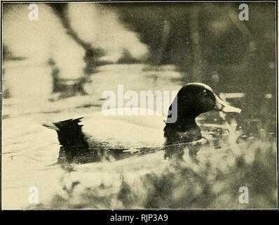 . Der Avicultural Magazin. Vögel; Vogelkäfig. Der AvicuLTURAL Zeitschrift. POCHARD. Männlich. (Patshull) Foto von Maurice Portal.. Bitte beachten Sie, dass diese Bilder sind von der gescannten Seite Bilder, die digital für die Lesbarkeit verbessert haben mögen - Färbung und Aussehen dieser Abbildungen können nicht perfekt dem Original ähneln. extrahiert. Avicultural Society. [Ascot, Berkshire, etc.: Avicultural Society, etc.] Stockfoto