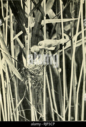 . Der Avicultural Magazin. Vögel; Vogelkäfig. Der AvicuLTURAL Magazin -. REED WARBLER UND JUNGE. Foto von J.H.Symonds.. Bitte beachten Sie, dass diese Bilder sind von der gescannten Seite Bilder, die digital für die Lesbarkeit verbessert haben mögen - Färbung und Aussehen dieser Abbildungen können nicht perfekt dem Original ähneln. extrahiert. Avicultural Society. [Ascot, Berkshire, etc.: Avicultural Society, etc.] Stockfoto