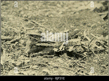 . Der Avicultural Magazin. Vögel; Vogelkäfig. Der Avicultural Zeitschrift. Foto von H. Willford. Das NIGHTJAR (Caprhnulgus europceus).. Bitte beachten Sie, dass diese Bilder sind von der gescannten Seite Bilder, die digital für die Lesbarkeit verbessert haben mögen - Färbung und Aussehen dieser Abbildungen können nicht perfekt dem Original ähneln. extrahiert. Avicultural Society. [Ascot, Berkshire, etc.: Avicultural Society, etc.] Stockfoto