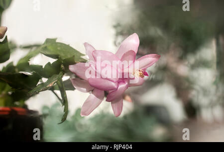 Selektiver Fokus Nahaufnahme einer Blüte Blume Weihnachtskaktus (Schlumbergera bridgesii). Dieser Kaktus ist in der Orgel Bergwälder gefunden,o Stockfoto