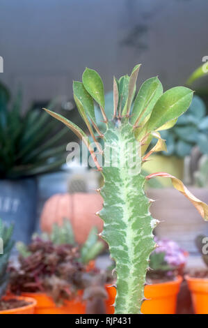 Euphorbia rotundifolia Afrikanischen Milch Baum, Kathedrale Kaktus, Abessinier euphorbia ist eine mehrjährige Pflanze, stammt ursprünglich aus Zentralafrika. Foto Stockfoto