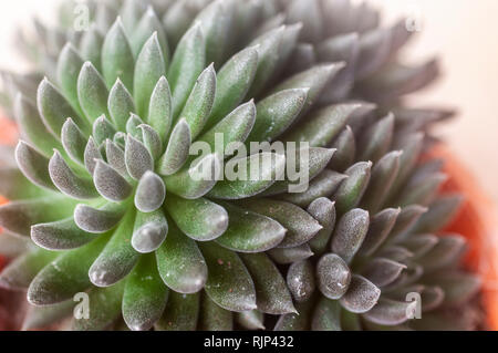 Nahaufnahme eines sedum Anlage. Diese Pflanze haben Wasser - speichern lässt. In Israel im Januar fotografiert. Stockfoto