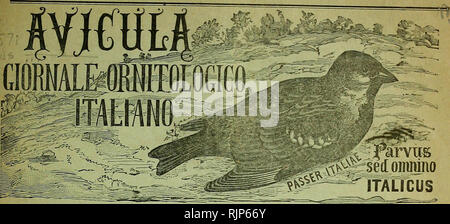 . Avicula: giornale ornitologico Italiano. Ornithologie. DiTUioa oder BirlÂ "Anno I. Conto corrente con La Posta Siena - Luglio-Agosto 1897 verwischt. 4.. - E Â" 3 02 pro IO-Studio dell'Avifauna italica e pro tutto Quanto ha relazione con gli Uccelli in generale Caccia, allevamento, Nutrizione, acclimatazione, propagazione, malattie, emigrazioni, classificazione, anatomia, fisiologia, embriologia, oologia, nidologia, falconeria, pollicoltura, Co - lombicoltura, varietÃ, mostruositÃ, ibridismi, ornitologia Agraria, distribuzione geografica, utilitÃ e Danni delle varie Specie, paleornitologia, ecc. ecc. Stockfoto