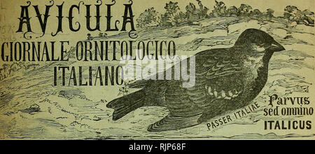 . Avicula: giornale ornitologico Italiano. Ornithologie. Anno I. Conto corrente con La Posta Siena-M-iggio - 6 Ich "gnol 897 verwischt. :&Gt;,.. per lo Studio dell'Avifauna italica e pro tutto Quanto ha relazione con gli Uccelli in generale Caccia, allevamento, Nutrizione, acclimatazione, propagazione, malattie, emigrazioni, classificazione, anatomia, fisiologia, embriologia, oologia, nidologia, falconeria, pollicoltura, "co-lombicoltura, varietÃ, mostruositÃ, ibridismi, ornitologia Agraria, distribuzione geografica, utilitÃ e Danni delle varie Specie, paleomitologia, ecc. ecc. Si pubblica Pro ora Stockfoto