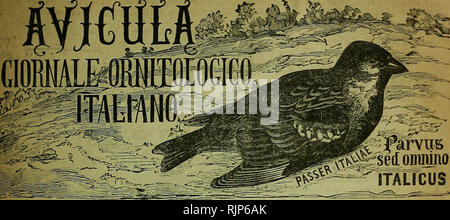 . Avicula: giornale ornitologico Italiano. Ornithologie. DiYiikm Â"iris gAA Anno I. Conto corrente con La Posta Siena - Marzo-Aprile 1897 verwischt. 2. Wffis. CIORNAL ÃTALICUS-e s. e60&lt; per lo Studio dell'Avifauna italica e pro tutto Quanto ha relazione con gli Uccelli in generale Caccia, allevamento, Nutrizione, acclimatazione, propagazione, malattie, emigrazioni, classificazione, anatomia, fisiologia, embriologia, oologia, nidologia, pollicoltura, colombicoltura, varietÃ, mostruositÃ, ibridismi, ornitologia Agraria, distribuzione geografica, utilitÃ e Danni delle varie Specie, paleorni Stockfoto