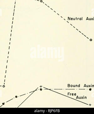 . Auxine und das Wachstum von Pflanzen. Auxin; das Wachstum der Pflanzen Stoffe fördern. Bewurzelung 203 die Kontrolle der Differenzierung ist die physiologische Grundlage für die Bewurzelung von Stecklingen, wie wir sie heute verstehen. Es ist zwar nicht klar, was die genaue Aktion von Auxin in diesem Prozess ist, gibt es einige Fakten über die auxin-Funktion. Die stiniidation der Wurzelbildung beschränkt sich nicht nur auf auxine allein, wie ähnliche Antworten können mit Verbindungen, die Erhöhung der auxin-Aktivität und mit (ompounds epinastic sind Agenten bezogen werden. Es ist bekannt, dass in den Fällen, in denen Wurzeln gebildet werden, gibt es eine ausgeprägte incre Stockfoto