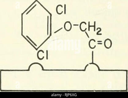 . Auxine und das Wachstum von Pflanzen. Auxin; das Wachstum der Pflanzen Stoffe fördern. A. Vollständige 2-Punkt Befestigung. B. Einschränkung im Ring. Bitte beachten Sie, dass diese Bilder sind von der gescannten Seite Bilder, die digital für die Lesbarkeit verbessert haben mögen - Färbung und Aussehen dieser Abbildungen können nicht perfekt dem Original ähneln. extrahiert. Leopold, A. Carl (Aldo Carl), 1919 -. Berkeley, Universität von Kalifornien drücken Sie Stockfoto