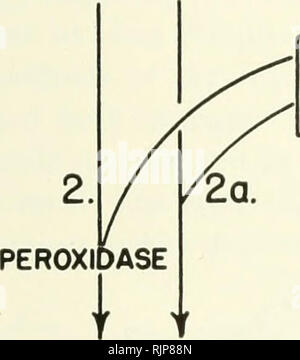 . Auxine und das Wachstum von Pflanzen. Auxin; das Wachstum der Pflanzen Stoffe fördern. 2^2. PIGMENT INDOLEAGETIG AGIO. Bitte beachten Sie, dass diese Bilder sind von der gescannten Seite Bilder, die digital für die Lesbarkeit verbessert haben mögen - Färbung und Aussehen dieser Abbildungen können nicht perfekt dem Original ähneln. extrahiert. Leopold, A. Carl (Aldo Carl), 1919 -. Berkeley, Universität von Kalifornien drücken Sie Stockfoto