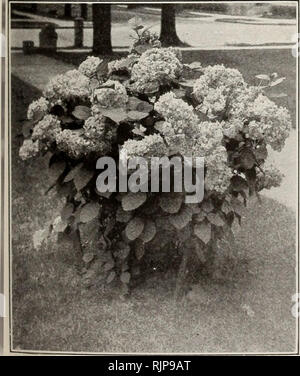 . Herbst Ausgabe: Neuer Leitfaden zu Rose Kultur 1921. . Hydrangea paniculata Grandiflora. Hydrangea paniculata Grandiflora wachsen wir und verkaufen jährlich m. keine Tausende dieser beliebtesten aller Sträucher. Sie sind weitgehend für Hof, Wiese und Hecke, und für Bilder verwendet. Erreicht eine Höhe von 5 bis 7 Fuß; Hardy in allen Gemeinden; blüht das erste und jede Jahreszeit im Juli und August und setzt sich fort in Bloom für zwei oder drei Monate; die Blumen massiv sind, konisch, oft Messen 10 cm in der Länge, und haben eine ansprechende Variation der Farbe, der Wechsel vom ursprünglichen reinen Weiß bis Rosa, und fi Stockfoto