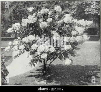 . Herbstausgabe 1924: Unsere neuen Guide rose Kultur zu. Neue Everblooming Hortensie Hydrangea paniculata Grandiflora wachsen wir und verkaufen jährlich viele Tausende dieser beliebtesten aller Sträucher. Sie sind Erweiterungen ausschließlich für Hof, Wiese und Hecke, und für Bilder verwendet. Erreicht eine Höhe von 5 bis 7 Fuß: Hardy in allen Gemeinden: blüht das erste und jede Jahreszeit im Juli und August und setzt sich fort in Bloom für zwei oder drei Monate: Die Blumen massiv sind, konisch geformte, oft Messen 10 cm in der Länge, und haben eine ansprechende Variation der Farbe, der Wechsel vom ursprünglichen reinen Weiß bis Rosa, und der Zusammenfassungstyp auf "Zunehmend" Stockfoto