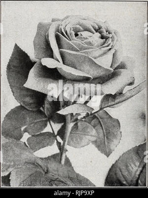 . Herbstausgabe 1925: Unsere neuen Guide rose Kultur zu. 24 DIE DINGEE fef CONARD UNTERNEHMEN, West Grove, PA. Dingee berühmten Hardy Juni Rosen Es besteht wenig Zweifel daran, dass Roses, oder "Juni Rosen", wie sie manchmal genannt werden, sind die wertvollsten aller winterharten Pflanzen. Sie sind kräftig, aufrecht, Wachstum, haben große, kräftige Blüten, häufig messen 5 bis 6 Zoll im Durchmesser, und herrlich duftend. Diese Rosen wird in jedem Ort folgen und sind so robust, dass Sie durch den härtesten Winter mit aber einen leichten Schutz der Blätter oder groben Mist leben. Einige Stockfoto