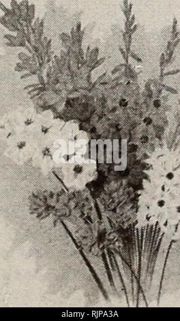 . Herbst Ausgabe: Neuer Leitfaden zu Rose Kultur 1921. . Dingee Calla Lilie Das Revolutum. Groß, in Farbe und mit einer sehr markanten weißen, mit grün gefärbt. Die Blätter sind schmal, Wunder-voll-meliert fadenverteilung Braun. Feine Glühlampen, 10 cts. Jeder, drei für 25 cts.; 7 für 50 cts., Postpaid. Caiifornicum. Blumen cremefarben. Vier und Fünf Blüten an einem Stiel. Blätter bunt gescheckt. 5 cts., 6 für 25 cts., Postpaid. Hendersonii. Blüten violett mit Deep maroon Zentren. Sehr auffällig. 6 cts., 6 für 30 cts., Postpaid. CalochortUS (Globe Tulpen) Die Pflanzen sind ziemlich groß und schlank, mit Blatt-s aufgewickelt Stockfoto
