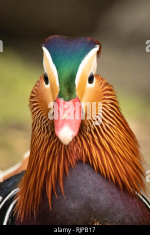 Mandarinente Closeup in Farbe Stockfoto