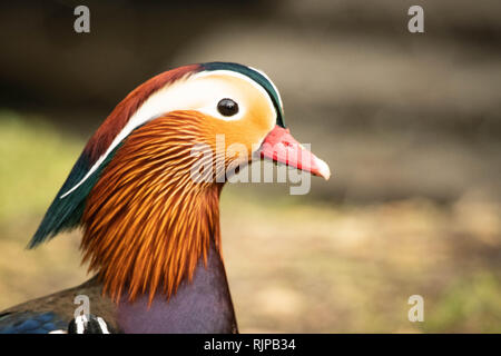 Mandarinente Closeup in Farbe Stockfoto