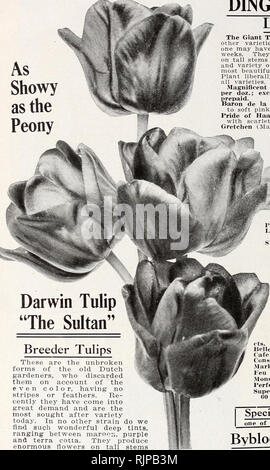 . Herbstausgabe 1920: Unsere neuen Guide rose Kultur zu. Die DINGER &Amp; CONARD UNTERNEHMEN, West Grove, PA.. Darwin Tulip "Der Sultan" Züchter Tulpen sind die ungebrochene Formen der alten niederländischen Gärtner, der Sie auf die gleichmäßige Farbe verworfen, - keine Streifen oder Federn. Neu Neu Sie haben sich in der großen Nachfrage kommen und sind die am meisten nach Vielzahl heute gesucht. In Keine andere Belastung haben wir solche wunderbaren tiefen Farbtöne, zwischen maroorx, Lila und Terra Cotta finden. Sie produzieren enorme Blumen auf hohen Stielen wie das Darwins, blühen etwa zur gleichen Zeit und. 10 cts. Jedes; $ 1,0 Stockfoto