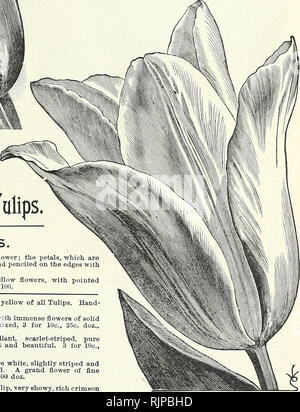 . Herbst Glühlampen: 1894. Gartengeräte und Zubehör Kataloge; Samen Kataloge, Leuchtmittel (Pflanzen) Kataloge Kataloge; Blumen; Blüten Samen Kataloge. Riesige GESNEHLANA Tulpe. TULIP GKEIGII. V/iRiou 5 Ungerade * k Noyel Tulip 5. Greigii. Die "Königin der Tulpen." Eine überaus attraktive und unterschiedliche Arten. Blumen sehr groß, leuchtend orange-rot, gelb und schwarz. Das Laub ist seltsamerweise mit dunklem Kastanienbraun beschmutzt. (Siehe.) Preis, 25 c Jeder, $ 2.50 Doz. Oculis Solis, oder Sun's Auge Tulpe. Eine sehr neue, schöne und auffällige Sorte, schillernden feurig Rot, mit schwarzen Augen. 6 c, 60 c. Stockfoto