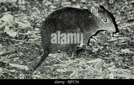 . Die australische Zoologe. Zoologie; Zoologie; Zoologie. Beschreibung und Biologie der HYPSIPRYMNODON unter dem Fell sind ein Licht blau-grau mit dem oberen Drittel eine reiche rufous Braun; mit diesen vermischt sind ähnlich wie Haare, dunkle sind im Terminal 3 braun. Zerstreut dunkelbraun Grannenhaare überlagern die Körperbehaarung. Das Fell der Kopf und Gesicht ist kurz, weich und bunt, die basale Hälfte jedes Haar unter den Pelz, blau-grau und das Terminal die Hälfte blass grau mit einem kurze braune Spitze. Diese sind mit darüberliegenden Dunkelbraun Grannenhaare vermischt. Der bauch Fell ist weniger dicht und feinere textu Stockfoto