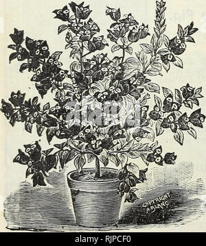 . Herbst 1900: Unser neuer Leitfaden zur Rose Kultur. . Hibiscus Sinensis. Hibiscus Sinensis. Eine schöne Klasse der Pflanzen mit der Hand - einige, glänzendes Laub und brillante, auffälligen Blüten, oft Messen von 4 bis 6 Zoll im Durchmesser. Sie wachsen unter der heißen Sonne und blühen die meisten ausgiebig entweder im Erdgeschoss oder in Töpfe oder Kübel. Die Flow-ers sind wunderbar gefärbt. Preis, 15 cts. Pro; 2 für 25 cts.; Satz 6 für 75 cts. MAGNIFICUS. - Einzelne Blumen der Pro-fect Form, sehr groß; Farbe Dunkel Magenta, endet der Blütenblätter mit Braun. VERSICOLOR. - vereint in seinen Blumen alle Farben für die ganze Familie. Stockfoto