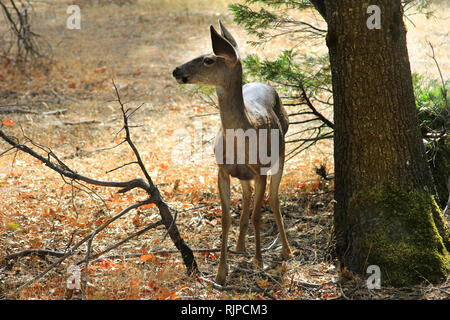 Doe detaillierte Porträt auf Wald Hintergrund California isoliert. Yosemite-Nationalpark Stockfoto
