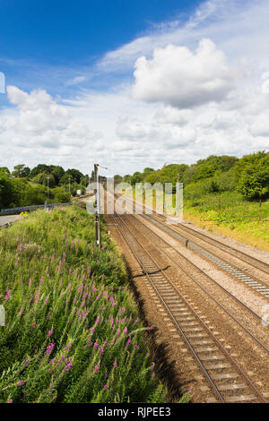 West Coast Main Line Railway in der Nähe von farington Kurve Verzweigung zwischen Leyland und Preston, Lancashire. Keine Züge, leere Spur. Rosebay wilowherb Analogfunk Stockfoto