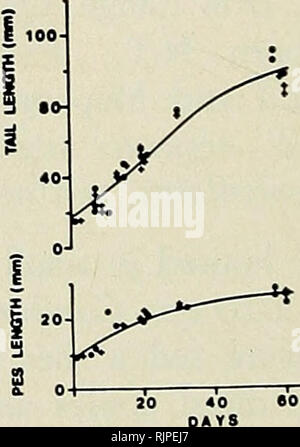 . Die australische Zoologe. Zoologie; Zoologie; Zoologie. RATTUS FUSCIPIS OREYI? U.i. • FtmiH. Abb. 1. Wachstumsraten von Rattus tunneyi culmorum tunneyi, Rt, R. fuscipes coracius und R.f. grayi, wie durch Änderungen in Gewicht, und Körper und Kopf, Schwanz gemessen, und PES-Länge. Kurven durch Auge ausgestattet. 298 Aust. Zool. 20 (2), 1979. Bitte beachten Sie, dass diese Bilder sind von der gescannten Seite Bilder, die digital für die Lesbarkeit verbessert haben mögen - Färbung und Aussehen dieser Abbildungen können nicht perfekt dem Original ähneln. extrahiert. Royal zoologischen Gesellschaft von New South Wales; Royal Zoological Soc Stockfoto