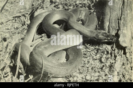 . Die australische Zoologe. Zoologie; Zoologie; Zoologie. : • "1. Wasser Python, Liasis fuscus Peters.. 2. D'Alberti Python's, Liasis albertisii Peters &Amp; Doria. Fotos - E. Worrell.. Bitte beachten Sie, dass diese Bilder sind von der gescannten Seite Bilder, die digital für die Lesbarkeit verbessert haben mögen - Färbung und Aussehen dieser Abbildungen können nicht perfekt dem Original ähneln. extrahiert. Royal zoologischen Gesellschaft von New South Wales; Königliche Zoologische Gesellschaft von New South Wales. Verfahren. [Sydney, Royal zoologischen Gesellschaft von New South Wales] Stockfoto
