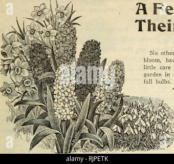 . Herbst 1902: blumenzwiebeln Pflanzen und Samen. Samen Kataloge ; Saatgut Industrie und Handel Ohio Columbus Kataloge; Gemüse Ohio Columbus Kataloge; Blumen Ohio Columbus Kataloge; Gartenarbeit Ohio Columbus Ausrüstungen und Zubehör Kataloge. Die Livingston Seed Co., Columbus, Ohio. 1 WIE GLÜHBIRNEN.. Die Tür Einpflanzen. Zeit. - kann jederzeit vom letzten September bis Januar, wo der Boden aufgetaut ist, aber, wenn möglich, sollte im Oktober oder Anfang November durchgeführt werden. Boden. - Die gut durchlässigen Boden wird gründlich Lampen gut wachsen. Wenn es sich um eine schweren Lehm werden sollte, wäre es das Beste, Stockfoto