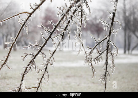 Details mit gefrorenen Vegetation nach einem Regen wetter Phänomen Stockfoto