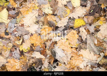 Mehrfarbige toten und verwesenden Blätter auf dem Boden. Stockfoto