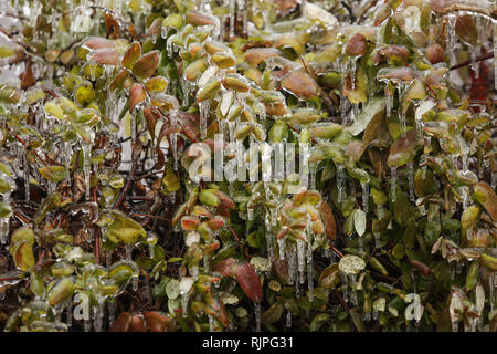 Details mit gefrorenen Vegetation nach einem Regen wetter Phänomen Stockfoto