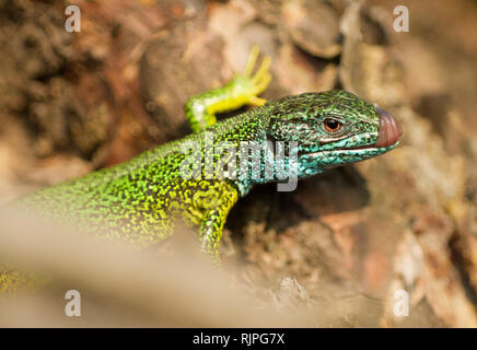 Tierwelt Foto von Lizard in der Tschechischen Stockfoto