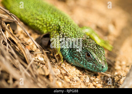 Tierwelt Foto von Lizard in der Tschechischen Stockfoto