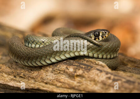 Tierwelt Foto der Ringelnatter in der Tschechischen Republik Stockfoto