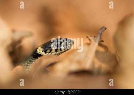 Tierwelt Foto der Ringelnatter in der Tschechischen Republik Stockfoto