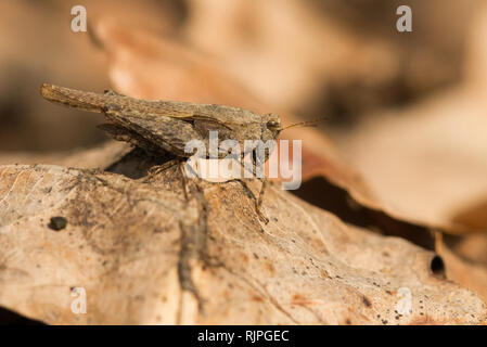 Wildlife Makro Foto von gronhopper Stockfoto