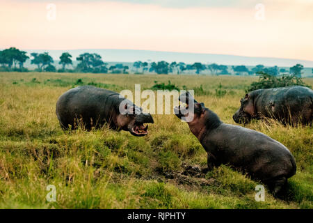 Hippopotamus Hippopotamus amphibius kämpft am frühen Morgen in der masai mara in kenia Stockfoto