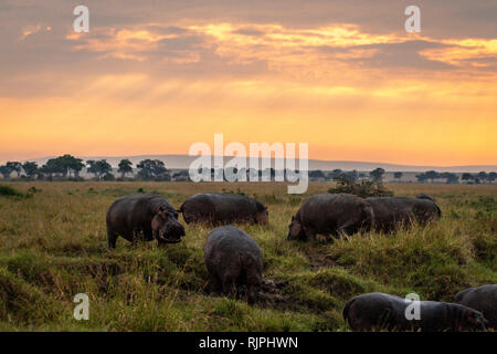 Flusspferd Hippopotamus amphibius am frühen Morgen in der Masai Mara in Kenia Stockfoto