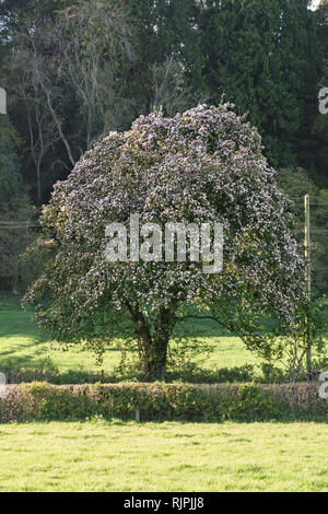 Herefordshire, UK. Einen alten Apfelbaum in einem Feldweg, in voller Blüte im Frühjahr Stockfoto