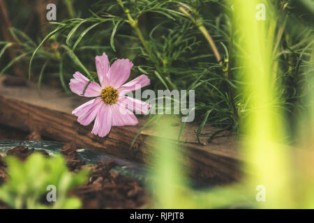 Single in hellen Pastellfarben daisy margarita Blüte in voller Blüte Nahaufnahme details Hintergrund in elegant gedeckten Farben isoliert Stockfoto