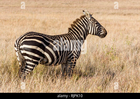 Ein Zebra mit einer alten Verletzung auf der Kruppe, die in offenem Grasland, Wüste, Lewa Lewa Conservancy, Kenia, Afrika Stockfoto