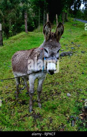 Esel in Puno - Nationalpark Huascaran. Abteilung der Ancash. PERU Stockfoto