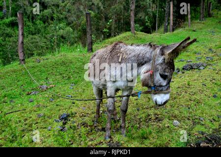 Esel in Puno - Nationalpark Huascaran. Abteilung der Ancash. PERU Stockfoto