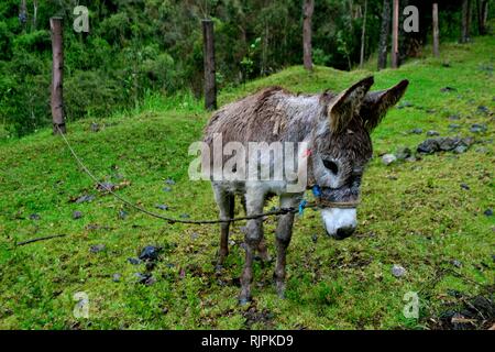 Esel in Puno - Nationalpark Huascaran. Abteilung der Ancash. PERU Stockfoto