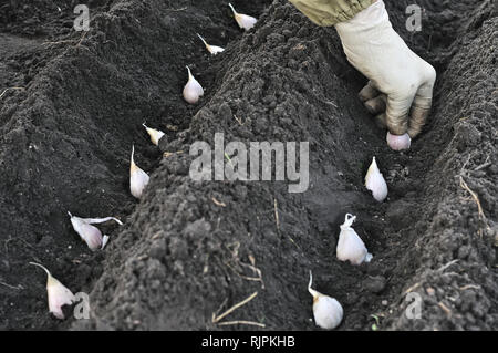 Die Gardener's Hand das Einpflanzen von Knoblauch im Gemüsegarten Stockfoto