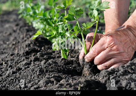 Farmer es Hände einen Sellerie-Sämling im Gemüsegarten anpflanzen Stockfoto